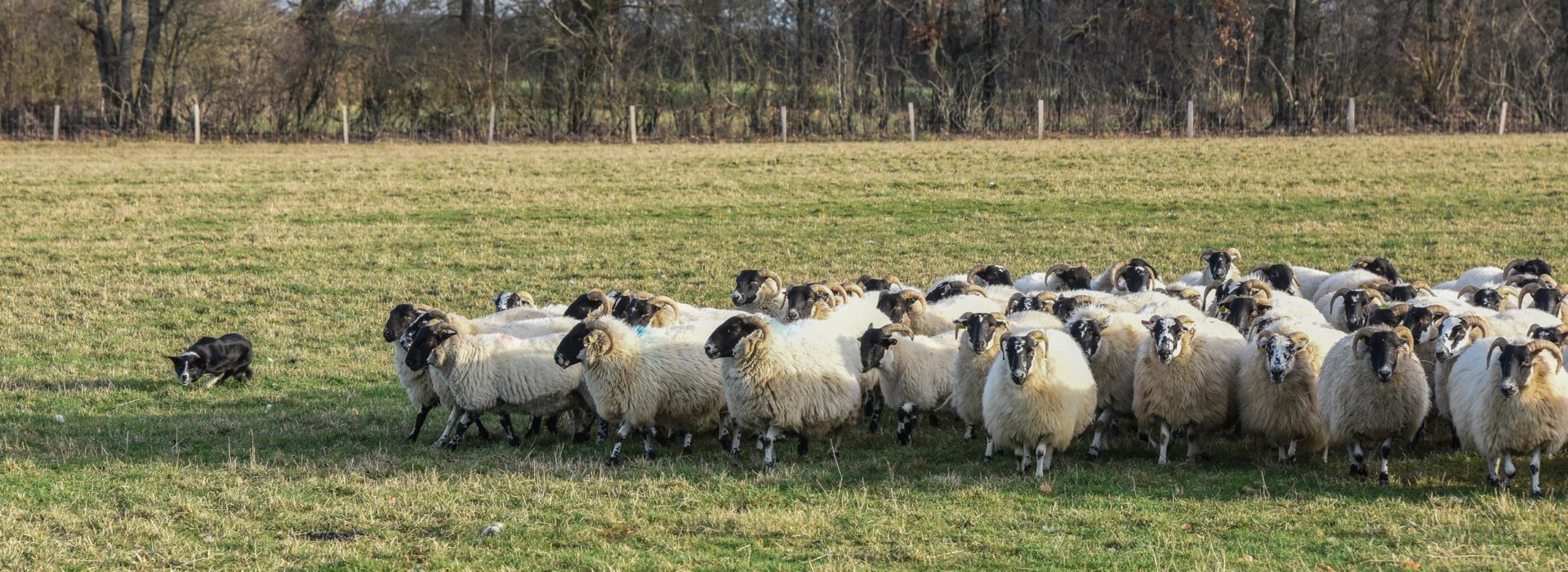 chien-rassemble-troupeau