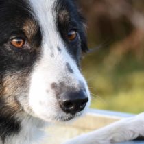 border-collie