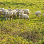 Des agnelles croisées