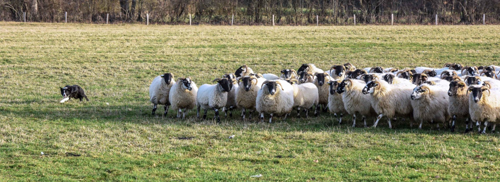 ferme-troupeau-fonteneuille