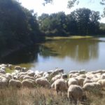 Pause hydratation pour les romanes et croisées